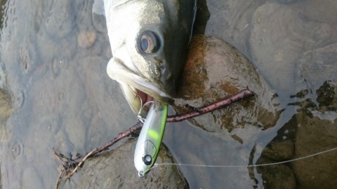 gssavv6y546doby76xhp_480_480-03fdba32.jpg