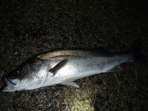 gx7ozgwgetggjg68ro9p_640_480-6717e715.jpg