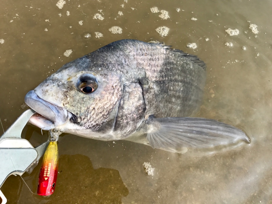KAGEブログ 広島】 初陣！ブルーカレント76TZでトップチヌ