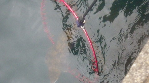 iugg2hr9biv2r8syhidx_480_480-11265aab.jpg