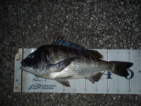 j9ac5gubf55587yvzpka_480_360-ace85801.jpg