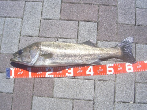 jatgoiahsmijy6a6jark_480_480-8948c69c.jpg