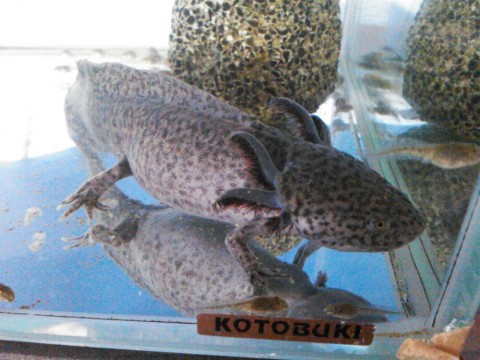 jktywnxkfnk9k9zbedet_920_690-f70a7aec.jpg