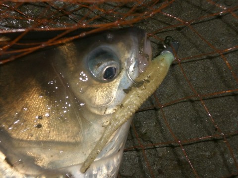 junn6c7mpdnyae38pzxj_480_480-265e92cf.jpg