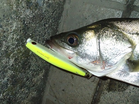 k5k52e9gfo223x5fu3nw_480_480-87e1d250.jpg