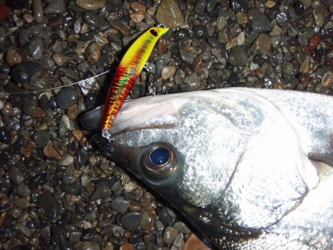 k7xwx64fv5yt4aiwi6m7_480_480-e5d44998.jpg