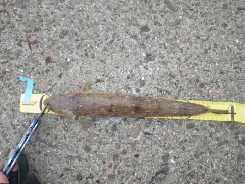 ken54j62s3goib5vfp6y_480_480-b509dfcf.jpg