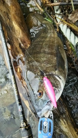 kog3cu92nwxcdaih36yf_480_480-0f6ec579.jpg