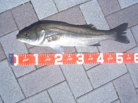 kth8if4jjzeukepo5yx4_480_480-c8431c91.jpg