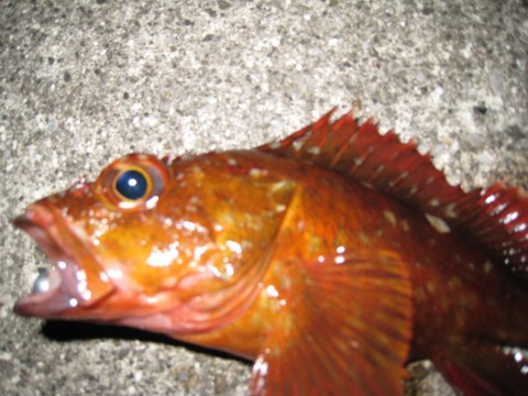 kvjvpjxfxybngwve5t9s_480_480-a578564f.jpg