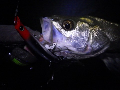 mf8ozuirifnf3fay49wd_480_480-bb8cf8b2.jpg