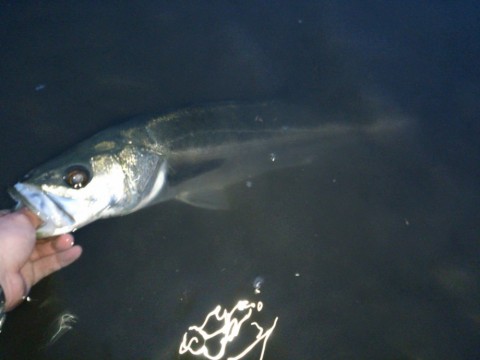 mh5eh7wy2ufokm2pw835_480_480-83c8d409.jpg