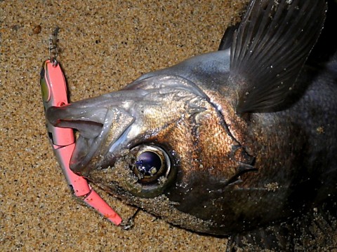n4tw5if7zg3ze7jy4b37_480_480-442c2880.jpg