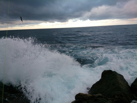 nh3cczsi8e8nbwuyh42p_480_480-97239e9f.jpg