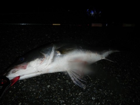 nszzadww96gnxf9j5dyg_480_480-8911f928.jpg