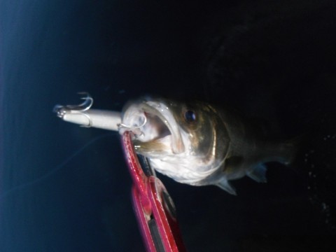 nz7rjwwhfud7gegru44p_480_480-3d5fd875.jpg