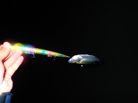 o8b4fzye7w6zespmabp2_480_480-3d6f074b.jpg
