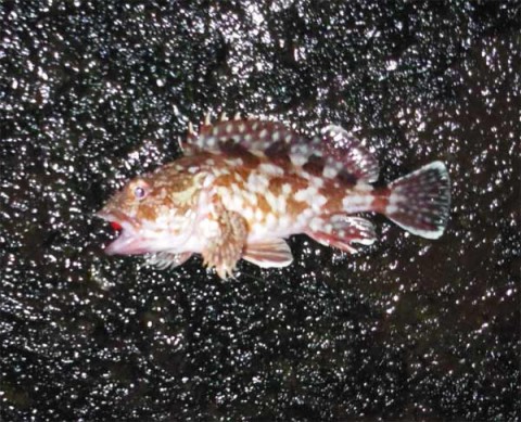 15センチ程度のガシラ