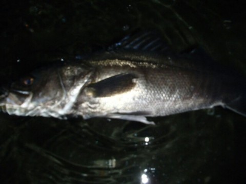 oc677uoxtjd7fak4kx46_640_480-15bb5008.jpg
