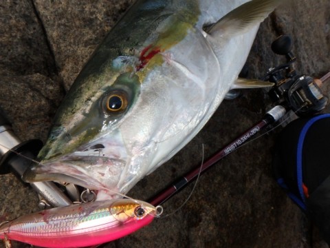 oeguirdy4cd3hoyukbks_480_480-cdec0f45.jpg