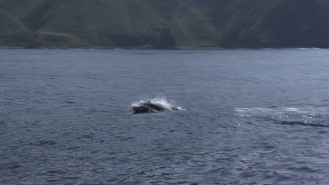 p2nyinou7s34yoi223c2_480_270-794831bf.jpg