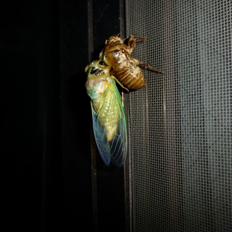 pbewaxrrjkghnmp5ji96_480_480-b3797b8e.jpg