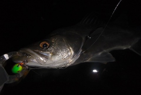 pdbu7oesds2gncjc2um7_480_480-b3992c3b.jpg