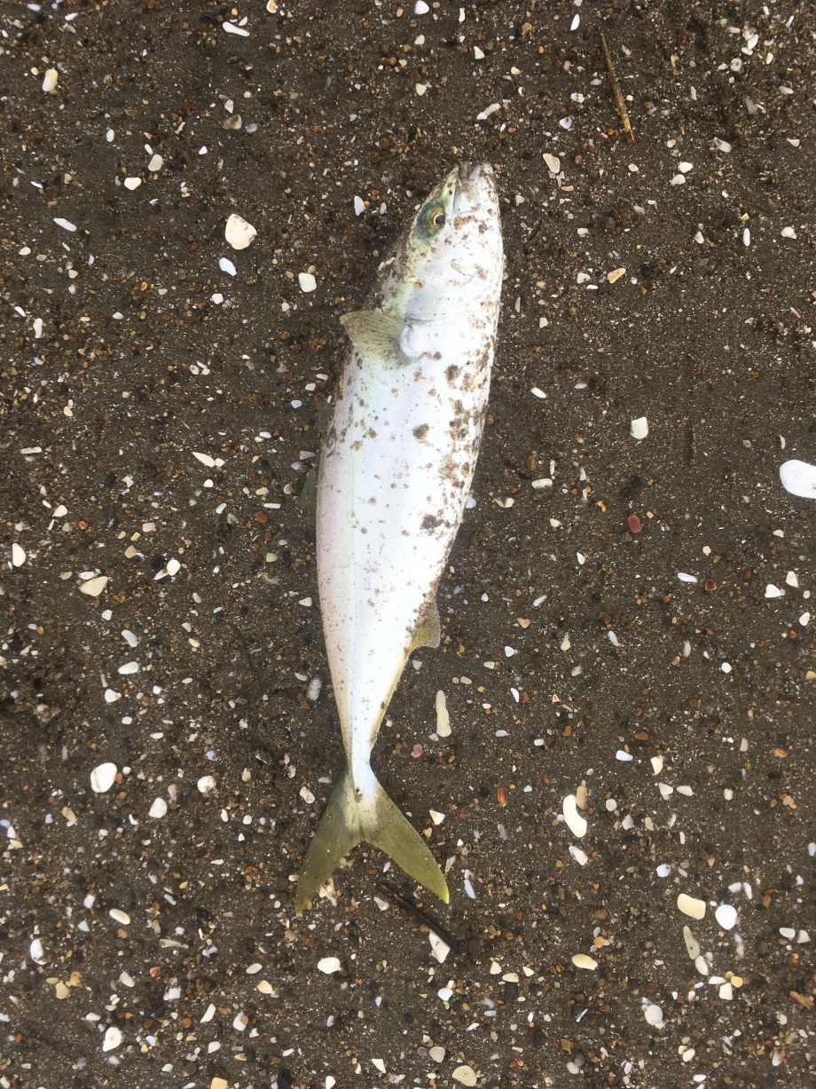 下手な鉄砲 数打ちゃ当たる」珍釣行記】 #155-32鹿島→高級ロッドの 