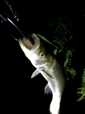 psowrwfxarrcuudh7spi_480_480-1c498f47.jpg