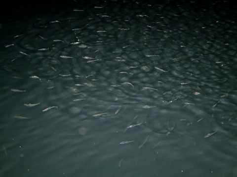 ※なおきち※ SEA SCAPE】 魚だらけの東京湾奥