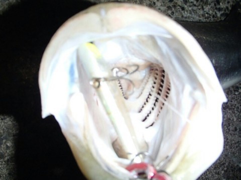 s86mtxffyd6utwkxif8j_640_480-b0424389.jpg