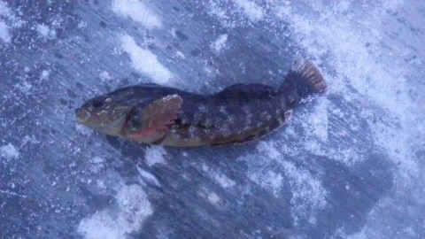 sbp3navgwrzyioie5wef_480_480-b6118515.jpg