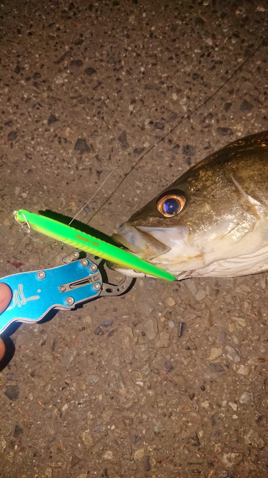 釣りログ】 運河バチ抜け最盛期