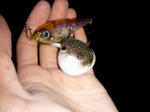 spwfogur4fcenjkfxdhg_920_690-c3f03646.jpg