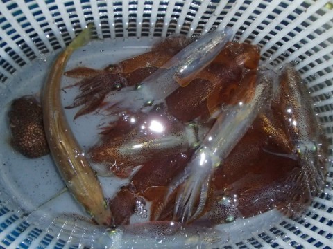 ss59bkkv3gv43go2opkx_480_480-10a92af0.jpg