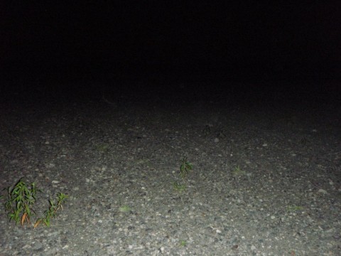 sxjbjnoibng6t29mh9am_480_480-eee67edb.jpg