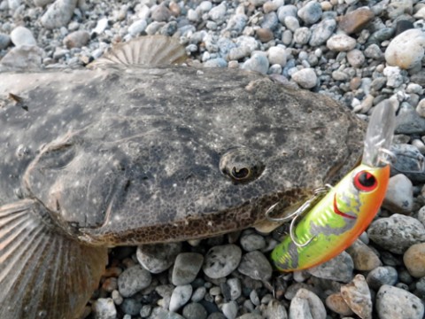 symcirpdfz7sk8krowe7_480_480-e234b0e4.jpg