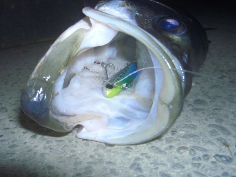 t4u7p7vtgktd2wnetbpp_480_480-249d1027.jpg