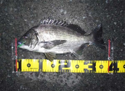チヌ 38センチ
