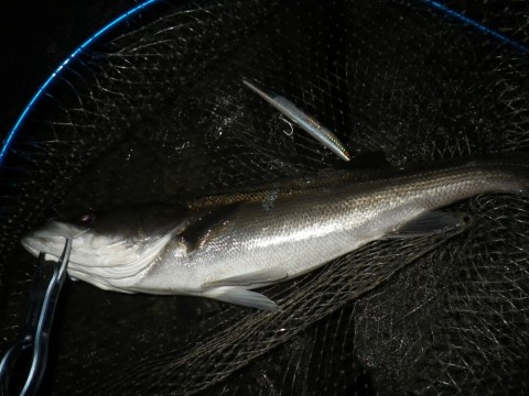 ty85at37fcufzfgjvkzn_480_480-894327b3.jpg