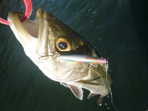 HOW MUCH IS THE FISH?】 大きいルアー＝大きいスズキ・・・ではない