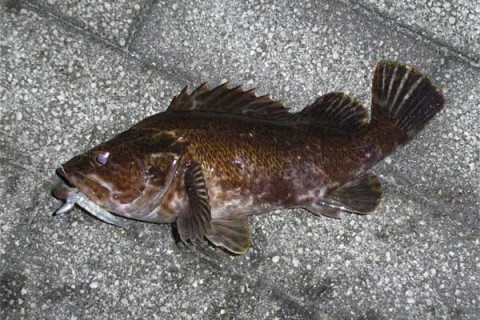 多分タケノコ 27センチ