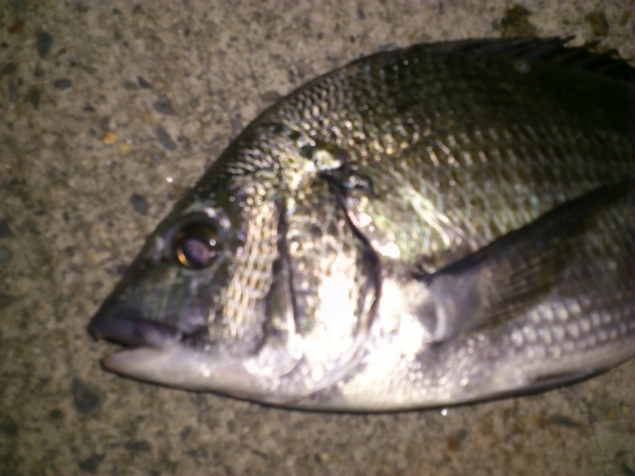 釣突猛心】 Japanese black porgy