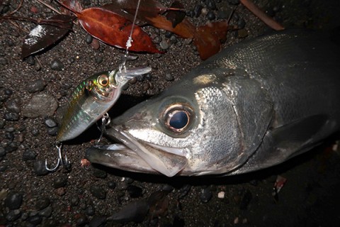 ザウルス ヨルマルミノー アカメ ヒラスズキ などに ザウルス ヨルマルミノー アカメ ヒラスズキ などに ザウルス