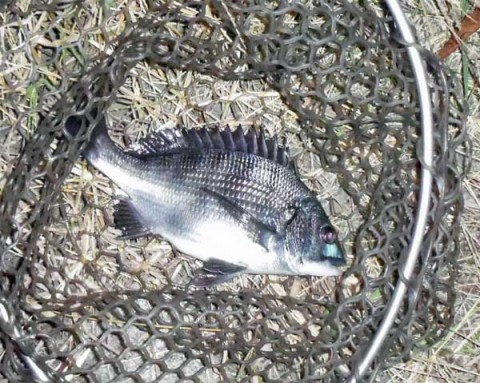 珍しく黒鯛 25センチ