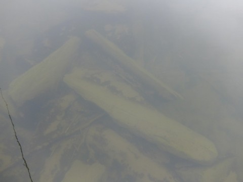 vsghz97f7a9tgrkc5364_480_480-89f684fc.jpg