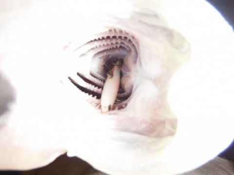 vvzjk9s4rjnab7dforem_480_480-f6f6f885.jpg