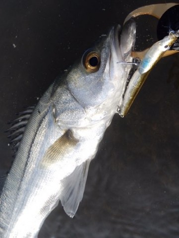 プエブロ　PUEBLO ダミービー　4個セット その両腕に夢魚を抱け】 初フィールドの玩具箱 〜トッププラグ