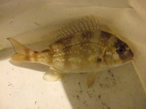wcgxdbp9cf6tvejya68j_480_480-f640dafd.jpg