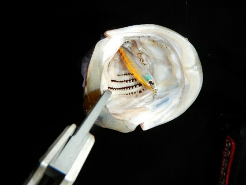 wu8puh3zw4y6b548yd5j_920_690-80550557.jpg